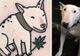 Animale de casă transformate în tatuaje. Vezi ce viziune amuzantă a avut acest artist