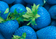 Căpșunele albastre: mit sau realitate? Ai mânca asa ceva?