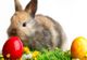 Istoria Iepurașului de Paște. Cum a apărut și ce reprezintă de fapt