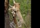 De ce leoparzii mănâncă întotdeauna în copaci
