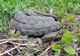O specie rară de șarpe se află chiar în Delta Văcărești din Capitală