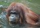 Ți se taie răsuflarea! Misiune de salvare a unui urangutan surprins de apele învolburate