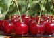 Beneficiile neştiute ale consumului de vişine! Sunt aur pentru organism
