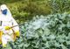 Veste uriașă pentru producătorii români. Uniunea Europeană face un pas înapoi în privința pesticidelor
