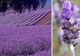 Ceaiul de lavandă tratează peste 70 de boli și afecțiuni