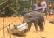 Un elefant nervos a făcut prăpăd la un festival din India. Au zburat mașini