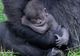 Imagini ADORABILE! O gorilă dintr-o specie pe cale de dispariție a născut un pui în captivitate