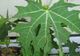 "Darul zeilor". Planta care vindecă peste 100 de boli