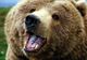 E oficial! Ordinul pentru uciderea celor 140 de urşi a fost semnat