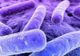 Simptomele infecţiei cu bacteria E.coli