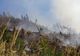 Incendiu puternic în Bistrița-Năsăud. Au ars opt hectare de pădure
