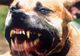 Șocant! O fetiță de 8 ani a fost ucisă de un pitbull