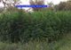 VIDEO. Plantaţie uriaşă de cannabis, descoperită în Banat. Traficanţii aveau laborator acasă