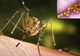 Alertă medicală în Capitală din cauza virusului West Nile