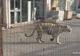 Panică la Paris: un tigru de la circ a evadat pe străzi