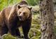 Bărbat ATACAT de urs în Brașov