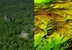 Descoperire incredibilă. Orașe pierdute din civilizația Maya, scoase la suprafață