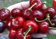 Cireșele au ajuns mai scumpe decât aurul