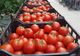 Gerul scumpeşte roşiile: "Sub 15 lei/kg nu vor fi primele roşii româneşti"