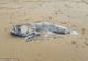 Creatură marină uriaşă descoperită pe o plajă din Australia