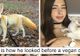 Revoltător! A luat o vulpe și a hrănit-o cu o dietă vegană. Cum arată acum animalul