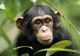 Culcuşurile cimpanzeilor, mai curate decât... paturile oamenilor