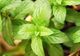 Menta. Beneficii extraordinare. Ce probleme poate rezolva banala planta