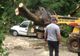 Un copac a căzut peste un autoturism și o casă. Patru persoane rănite
