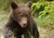 ATENŢIE! Nu hraniţi animale sălbatice! Un ursuleţ se apropie de oameni pentru a primi mâncare