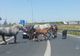 Imagini șocante pe A1! Cai lăsați liberi pe șosea, omorâți de mașini