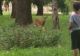 Surpriză colosală pentru vizitatorii unui parc: căprioare la plimbare 