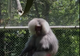 Pavianul cu mantie, pe lista de ,,urgențe'' de la Zoo Reșița