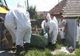 Focar de pestă porcină africană în județul Giurgiu! UPDATE: Măsurile luate de autorități 