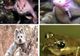 Creaturi uluitoare de care n-ai mai auzit până acum: Ili Pika, Broasca Pinocchio, Peştele cu mâini