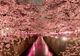 FENOMEN RAR în Japonia. Flori de cireş, în plină toamnă 