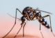 ALERTĂ în România. Virusul West Nile face noi victime: 36 decese, noi cazuri de infecţie