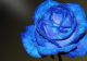 Trandafirii albaştri, mai aproape de realitate. Cum vor putea exista minunatele flori 