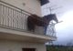 FOTO Cu calul în balcon!