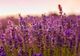 Destinații de week-end. Festivalul lavandei, splendoare în câmp