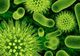 Cele mai periculoase bacterii