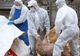 Încă un focar de pestă porcină, confirmat în România