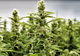 Canabisul, legalizat în scop terapeutic