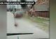 Cruzime rară în Argeş! Un câine a fost legat de o mașină și târât prin sat