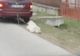 A târât câinele după maşină, dar spune că a vrut să facă o faptă bună