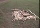 Crește numărul animalelor otrăvite pe câmpurile din Arad: 53 de căprioare și cerbi
