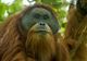 Cea mai rară specie de urangutan, la un pas de dispariție. Vinovații... 