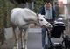 Calul "maidanez" care se plimbă prin oraș: animalul are o poveste dramatică