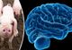 Creierul unor porci morți a fost readus la viață. Moment istoric în știință 