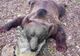 Imagini revoltătoare! Cadavrul unui urs împușcat, batjocorit în feluri halucinante 