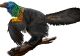 O nouă specie de dinozaur cu pene colorate, descoperită de arheologi